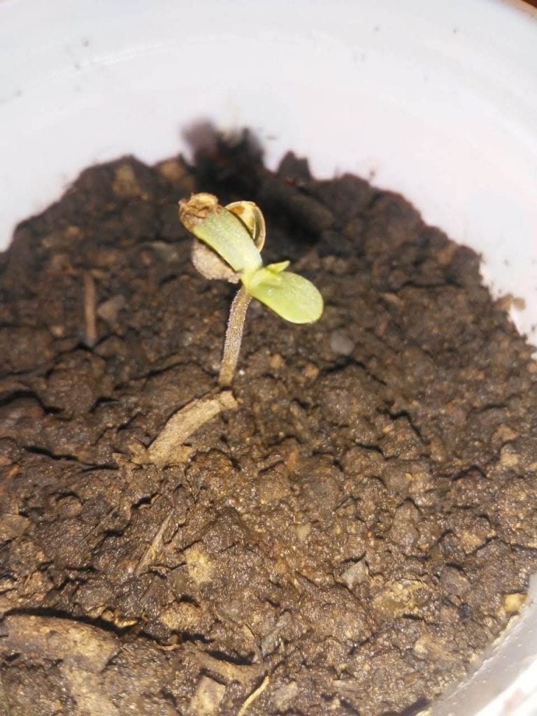 Cómo germinar semillas de marihuana