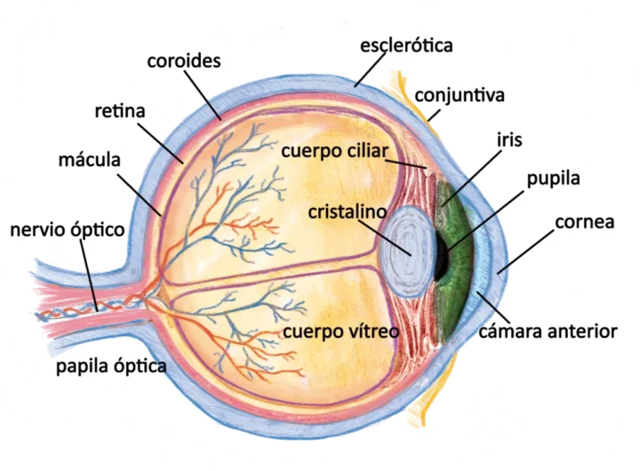 Importancia de la Anatomía del ojo en la iridología